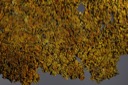13 Lobaria parietina-Xanthoria parietina - MS